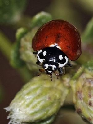 Spotless Lady Beetle, female