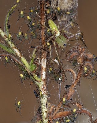 Green Lynx Spider & Spiderlings