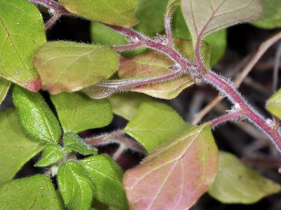 Pellitory, Parietaria judaica