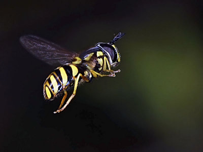 Syrphid Fly, Chrysotoxum sp