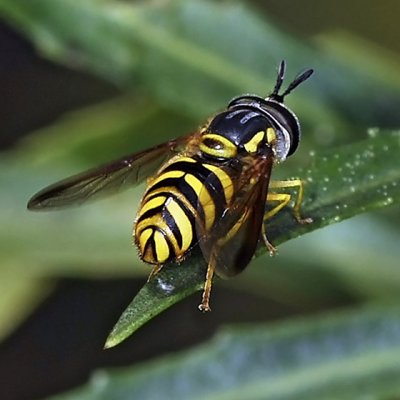 Syrphid Fly, Chrysotoxum sp