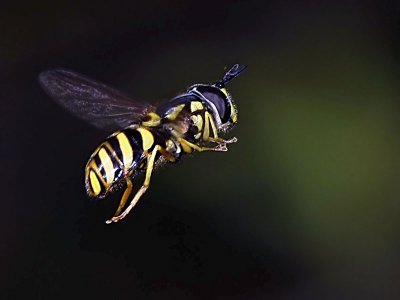 Chrysotoxum Syrphid Fly, male