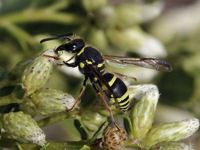 Potter Wasp, female