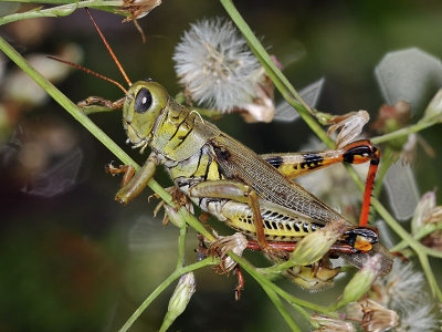Differential Grasshopper, male
