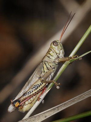 Differential Grasshopper, parasites