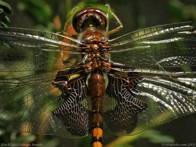 Black Saddlebags female