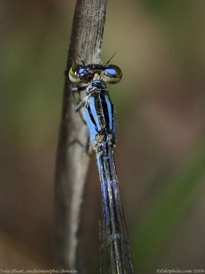 Bluet sp, female