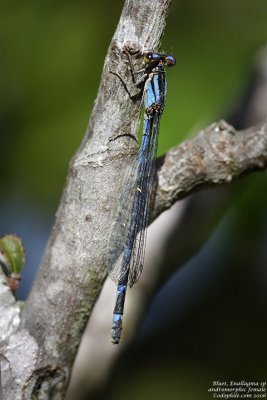 Bluet sp, female