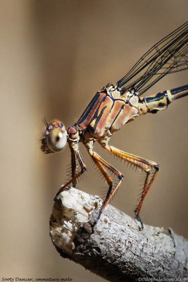 Sooty Dancer, immature male