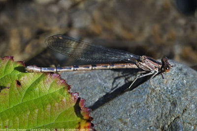 Vivid Dancer, female