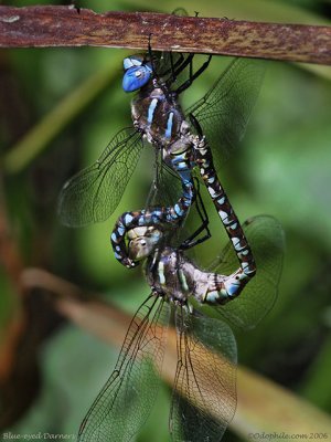 Blue-eyed Darners en copula