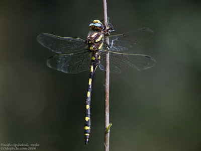Pacific Spiketail