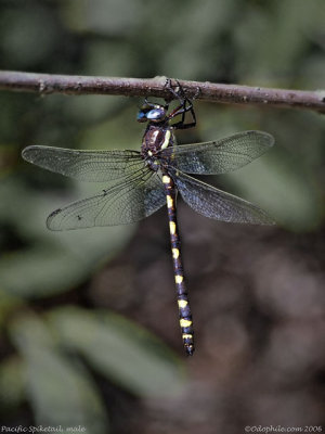 Pacific Spiketail