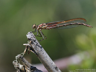 American Rubyspot, male