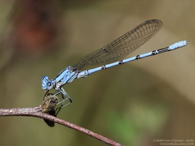 California Dancer, male