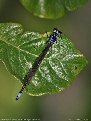 Pacific Forktail, andromorphic female