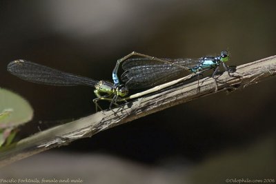 Pacific Forktails in copula
