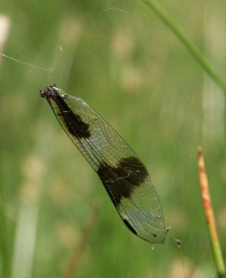 Skimmer wing in spider web