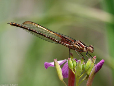 American Rubyspot, male
