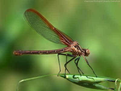 American Rubyspot, female