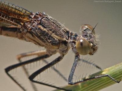 American Rubyspot, female