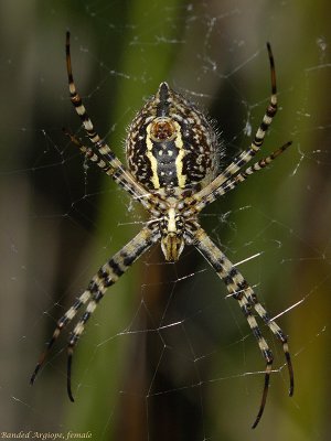 Banded Argiope, female, ventral view