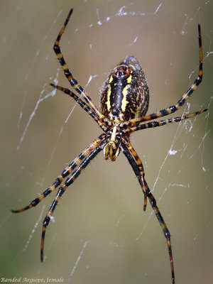 Banded Argiope, female