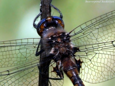 Beaverpond Baskettail, male
