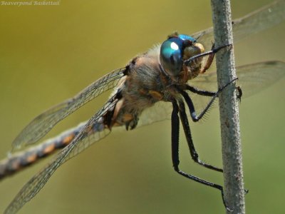 Beaverpond Baskettail, male