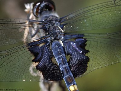 Black Saddlebags, male