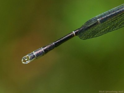 Black Spreadwing, male cerci and paraprocts