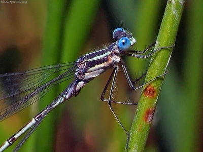 Black Spreadwing, male