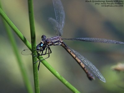 Black Spreadwing, female eating bluet