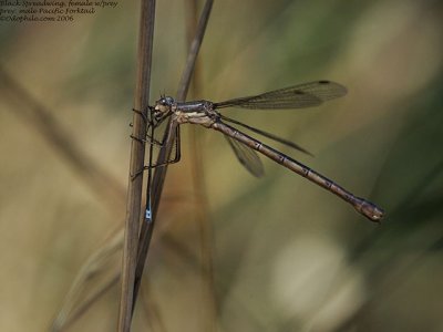 Black Spreadwing, female w-prey