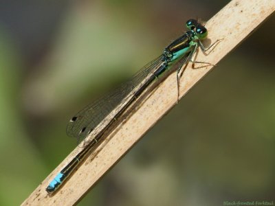 Black-fronted Forktail, male