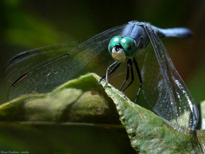 Blue Dasher, mature male