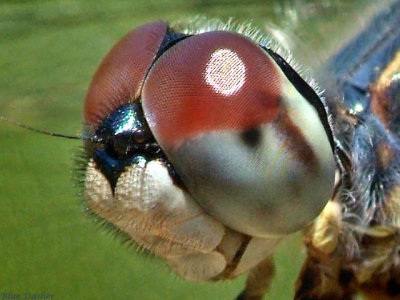 Blue Dasher, young male