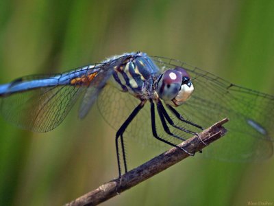 Blue Dasher, immature male