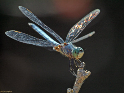 Blue Dasher, young male