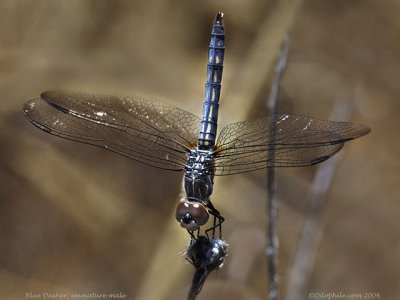 Blue Dasher, immature male