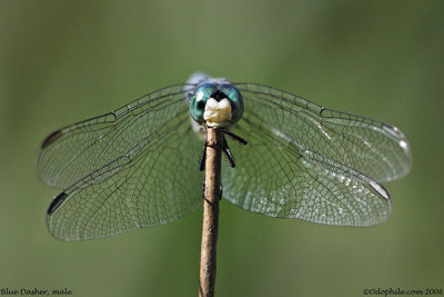 Blue Dasher, male