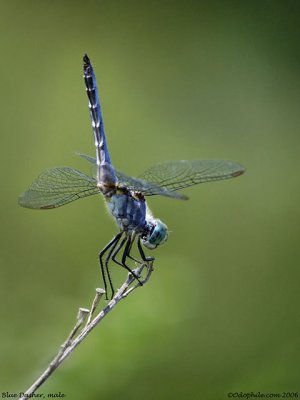 Blue Dasher, mature male