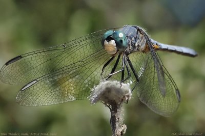 Blue Dasher, young male