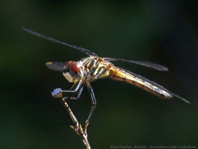 Blue Dasher, female