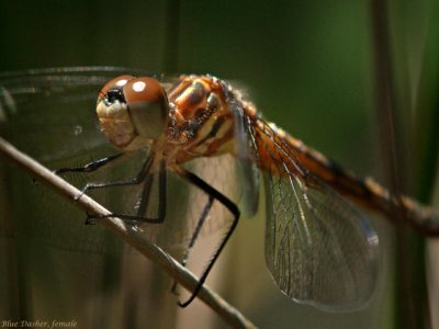 Blue Dasher, female