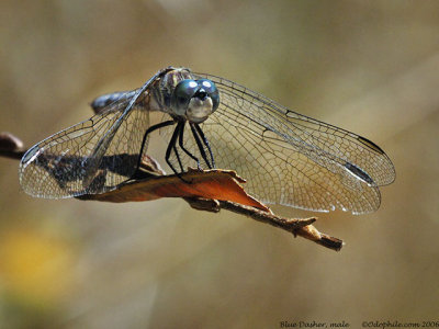 Blue Dasher, male