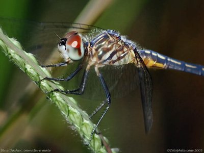 Blue Dasher, immature male