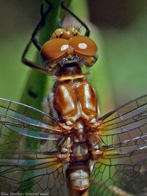 Blue Dasher, teneral male