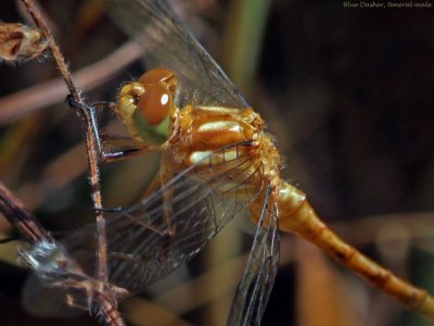 Blue Dasher, teneral male