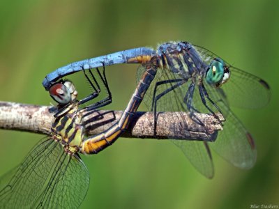 Blue Dashers in copula